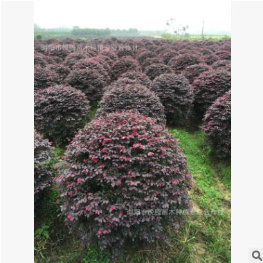 園林庭院綠化紅花繼木球 基地直供 紅花繼木球 規格齊全 球形飽滿
