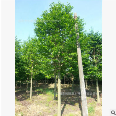 綠化苗木種植基地供應(yīng)樂昌含笑 8公分深山含笑 6cm樂昌含笑