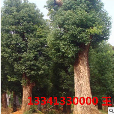 湖南喬木香樟 胸徑60公分移栽大香樟樹 60cm香樟價格 多頭香樟