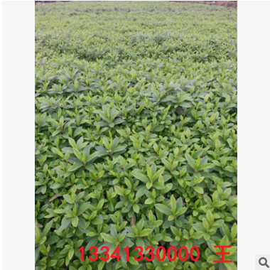 基地常年供應優質杜鵑花苗 杜鵑球 綠化工程苗木批發 歡迎咨詢