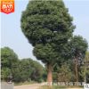 批發骨架香樟樹 精品綠化造型規格齊全常綠喬木湖南苗圃基地直銷
