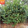 批量茶花球 50至80公分精品苗木園林綠化樹木 苗圃基地直銷