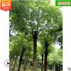 批發香樟樹 綠化工程苗精品造型苗木常綠喬木公園小區 基地直銷