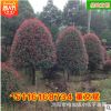 批發湖南紅葉石楠樹 精品造型苗木綠化工程常綠喬木 苗圃基地直銷