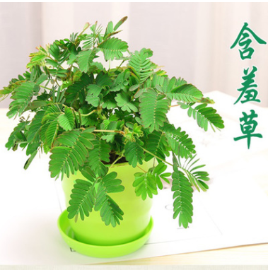 基地直銷 含羞草盆栽 室內(nèi)桌面花卉綠植 可愛奇趣花卉盆栽