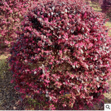 紅繼木球 紅繼木 紅花繼木 成活率高 球形飽滿 別墅綠化