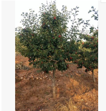 優質山楂樹 5-15公分山楂樹價格山楂樹小苗批發