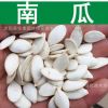 蔬菜種子新采優(yōu)質(zhì)南瓜種子倭瓜番南瓜飯瓜種子發(fā)芽率高實(shí)景拍攝