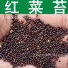蔬菜種子 紅菜苔種子 洪山菜苔 菜心種子 紅油菜薹 紫菜苔種子