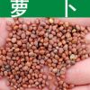 蔬菜種子新采優質蘿卜種子青紅白蘿卜陽臺種植散稱混裝型萊菔種子
