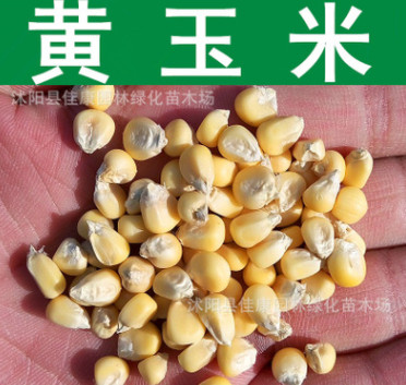 蔬菜種子 農(nóng)作物 黃玉米種子 水果玉米 甜黃玉米種子 黃糯玉米