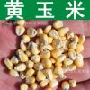 蔬菜種子 農作物 黃玉米種子 水果玉米 甜黃玉米種子 黃糯玉米