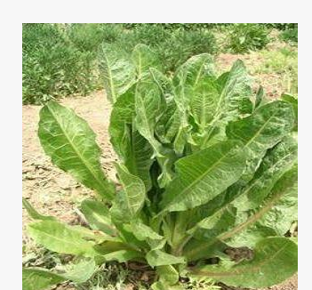 歐洲菊苣牧草種子 菊苣種子 菊苣牧草種子批發