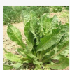 歐洲菊苣牧草種子 菊苣種子 菊苣牧草種子批發