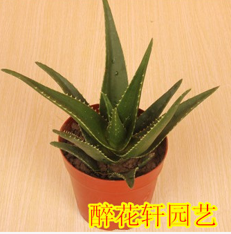 多肉植物 不夜城蘆薈 盆栽 多肉植物 盆栽綠植