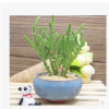 多肉植物 青鎖龍屬 若綠 單株 防輻射迷你盆栽 防輻射花卉批發