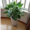 萬年青大型室內辦公室盆栽花卉綠植大葉萬年青 健康長壽 凈化空氣