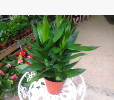 三株蓮花竹 荷花竹 開運竹 可水培迷你盆栽 基地直銷