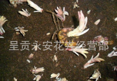 【全國銷售】呈貢斗南純品多頭百合種球（索爾邦、西伯利亞等）