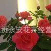 呈貢斗南鉆石月季、微型月季盆栽苗木銷售