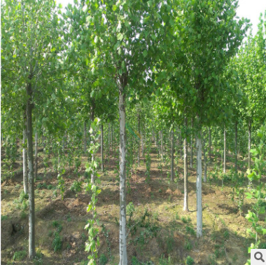 大量供應(yīng)高質(zhì)量法桐 成活率高道路街邊綠化專用法桐