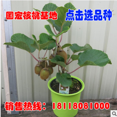 獼猴桃樹苗南方北方種植紅心奇異果果樹苗盆栽地栽嫁接苗當年結果