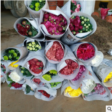 多花苞盆栽陽臺室外室內庭院花苗千頭菊帶花綠植四季花卉