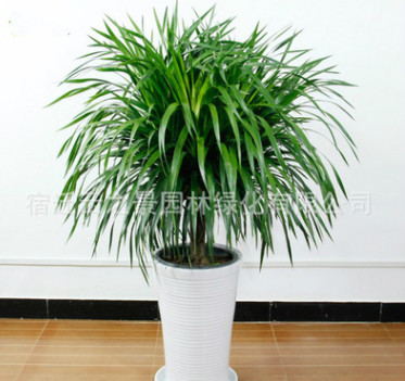 批發(fā)多頭龍須樹 龍血樹龍鐵室內(nèi)客廳四季常青大盆栽綠植花卉盆景