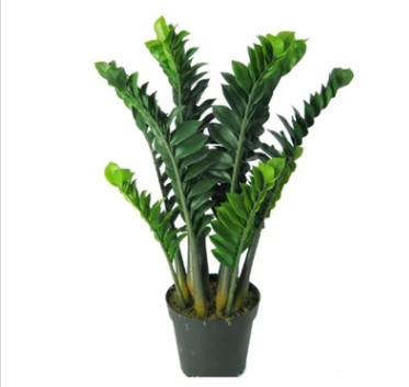 金錢樹盆栽觀葉綠植室內(nèi)大盆栽金錢樹規(guī)格全量大從優(yōu)