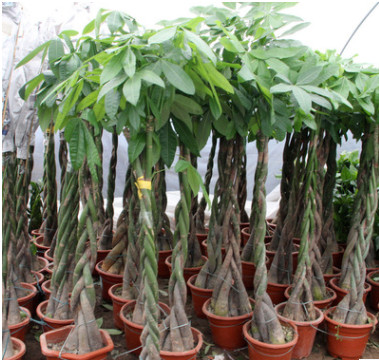 發財樹盆景批發辮子樹盆栽辦公室客廳大型綠植花卉精品發財樹盆栽