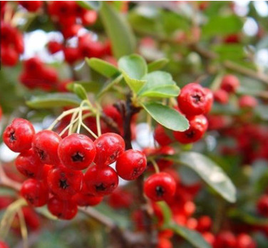 火棘苗批發工程綠化火棘苗木園林觀賞庭院風景樹 滿樹紅火棘小苗