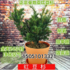 批發曼地亞紅豆杉樹苗南北方紅豆杉苗盆栽抗癌吸甲醛凈化空氣植物