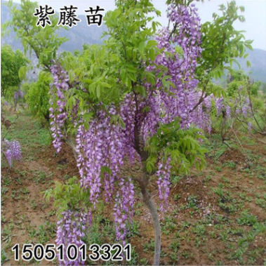 基地直銷多花紫藤花苗庭院爬藤花卉植物盆栽地栽南北方種紫藤樹苗
