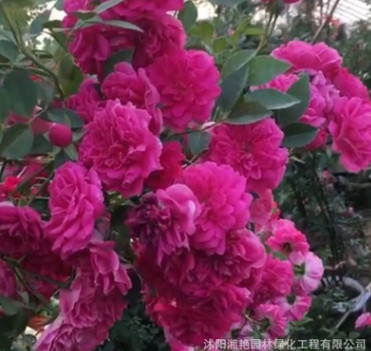 批發(fā)紅木香 黃木香 木香 藤本月季 苗量大從優(yōu)