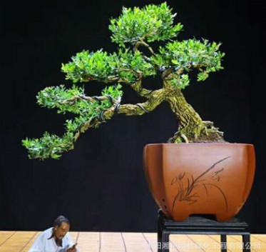 小葉黃楊 瓜子黃楊 珍珠黃楊 雀石黃楊盆景造型好