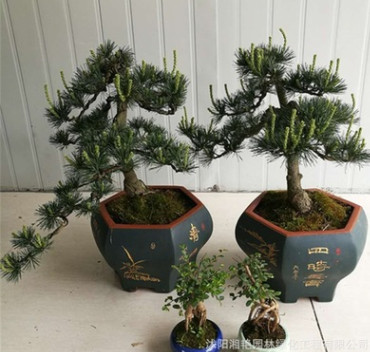 批發五針松盆景 黑松盆景 大板松 山松盆景量大從優