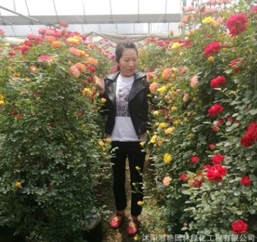 藤本花瓶 月季球 藤本月季 月季樹(shù) 紅花墻微量大從優(yōu)