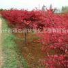 日本紅楓批發 綠化苗木日本紅楓樹苗行道風景觀葉植物可盆栽