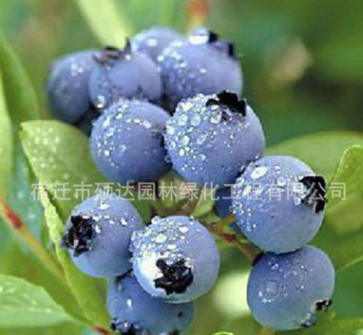 果樹苗木批發藍莓樹苗新品種庭院盆栽果樹苗兔眼藍莓苗