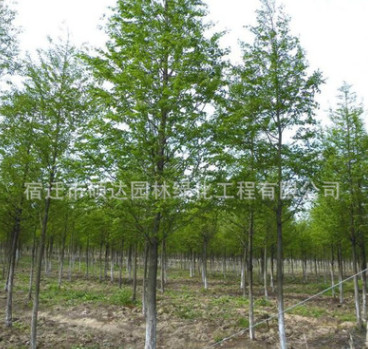 水杉樹苗批發彩色綠化苗木行道風景樹水杉苗落羽杉品種齊全
