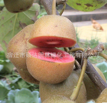 批發果樹苗木獼猴桃樹苗 新品種盆栽紅陽獼猴桃苗 紅心奇異果樹苗