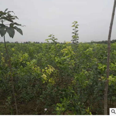 基地直銷優質 美國8號紅長富系列 新紅星短富系列 嘎啦蘋果蘋果苗