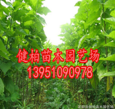 專供桑樹(shù) 優(yōu)質(zhì)桑樹(shù) 桑樹(shù)苗批發(fā) 規(guī)格齊全 量大優(yōu)惠大量出售