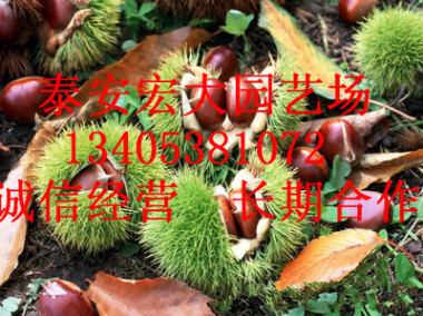 泰山板栗苗直銷 果實香甜泰山板栗苗 優質嫁接板栗苗 量大優惠￥