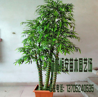 苗圃直銷批發(fā)佛肚竹 竹子苗 綠化工程 園林 庭院觀賞 量大從優(yōu)