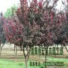 苗圃直銷批發(fā)紅葉李 紫葉李 速生規(guī)格風(fēng)景樹 工程綠化行道樹