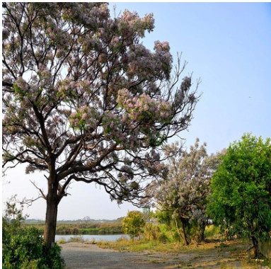 大量供應(yīng)苦楝樹綠化工程 行道樹 規(guī)格齊全基地發(fā)貨量大價(jià)優(yōu)