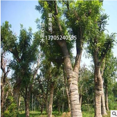 基地直銷批發(fā)榔榆樹造型盆景 工程綠化 行道樹樁 風(fēng)景樹