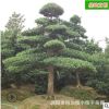 批發羅漢松造型樹 精品庭院大型盆景樹園林工程綠化苗木 基地直銷