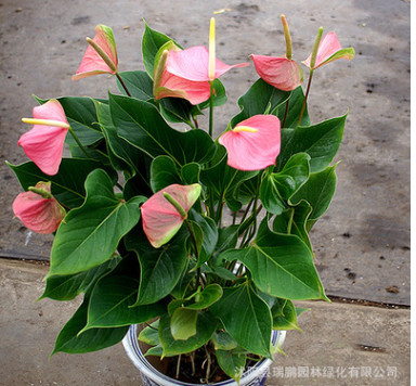 批發(fā)辦公室桌面盆栽水培粉掌 凈化空氣 防甲醛 可水培土培粉掌